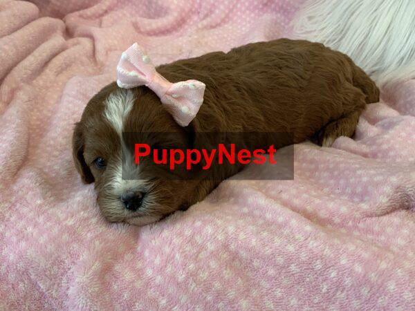 Puppy Thumbnail