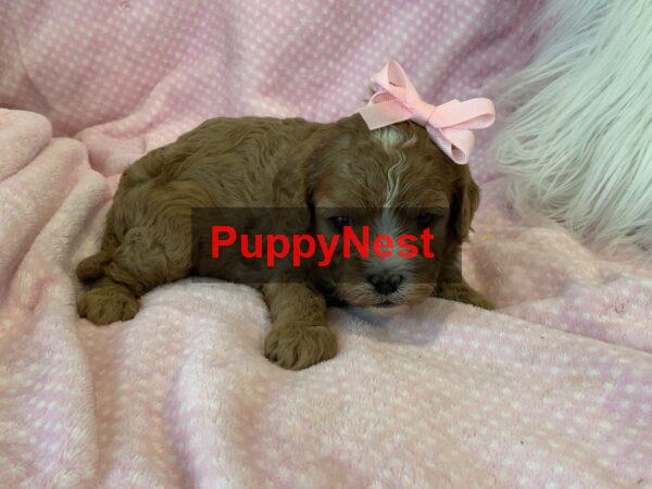 Puppy Thumbnail
