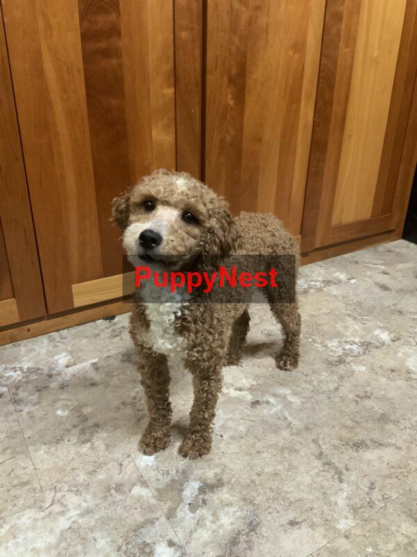 Puppy Thumbnail