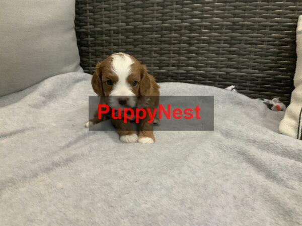 Puppy Thumbnail
