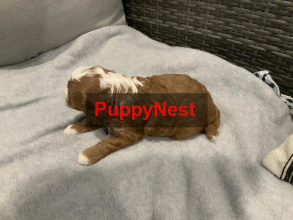 Puppy Thumbnail