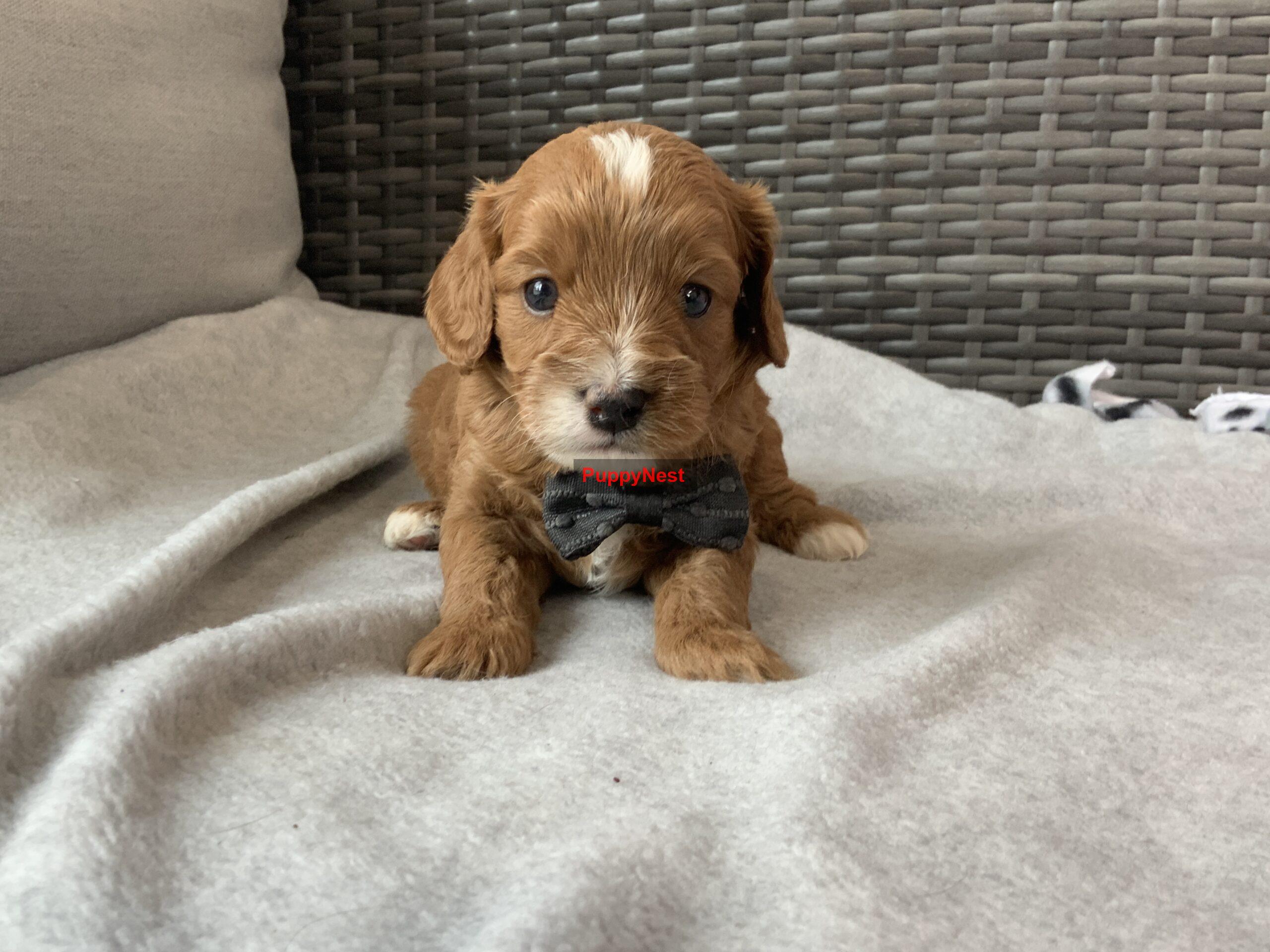 Selected Puppy