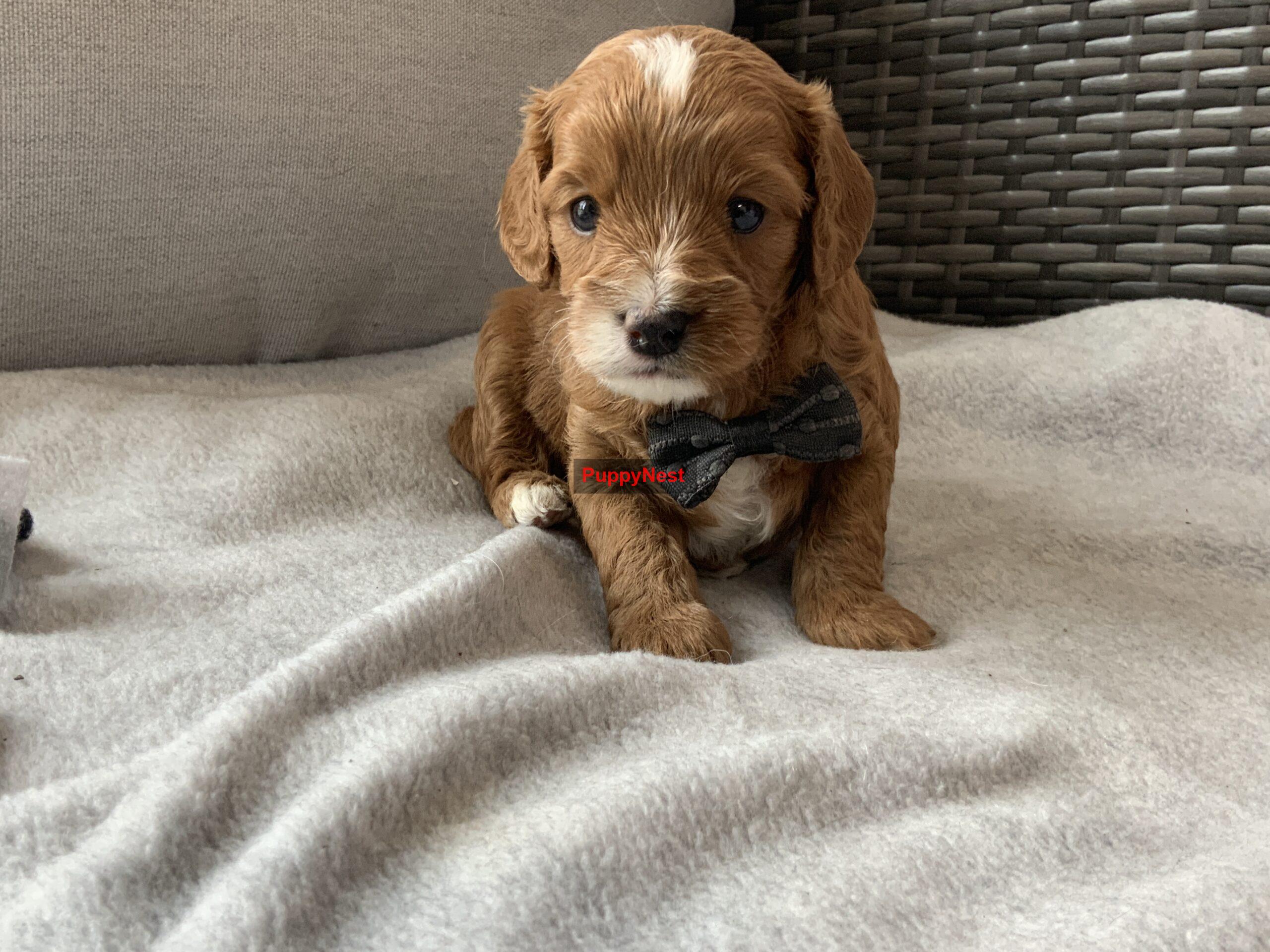 Puppy Thumbnail