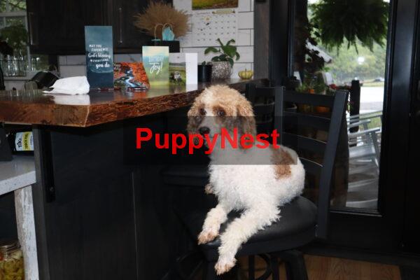Puppy Thumbnail