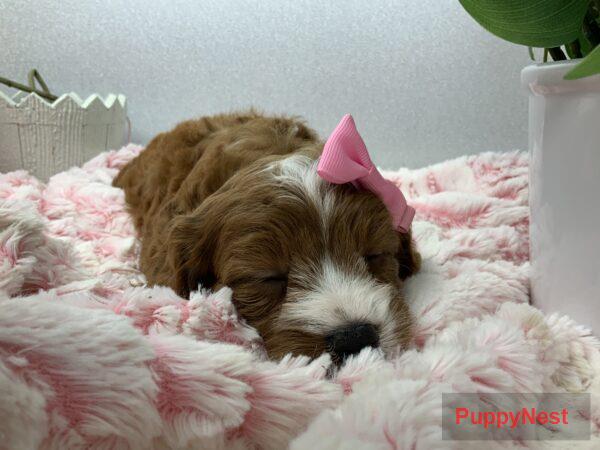 Puppy Image