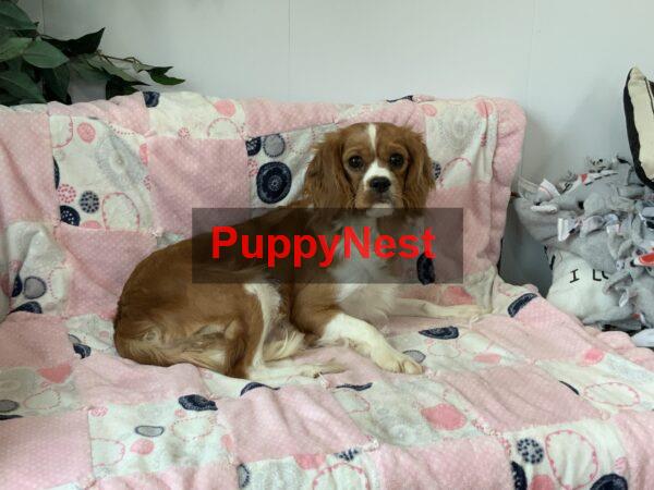 Puppy Thumbnail