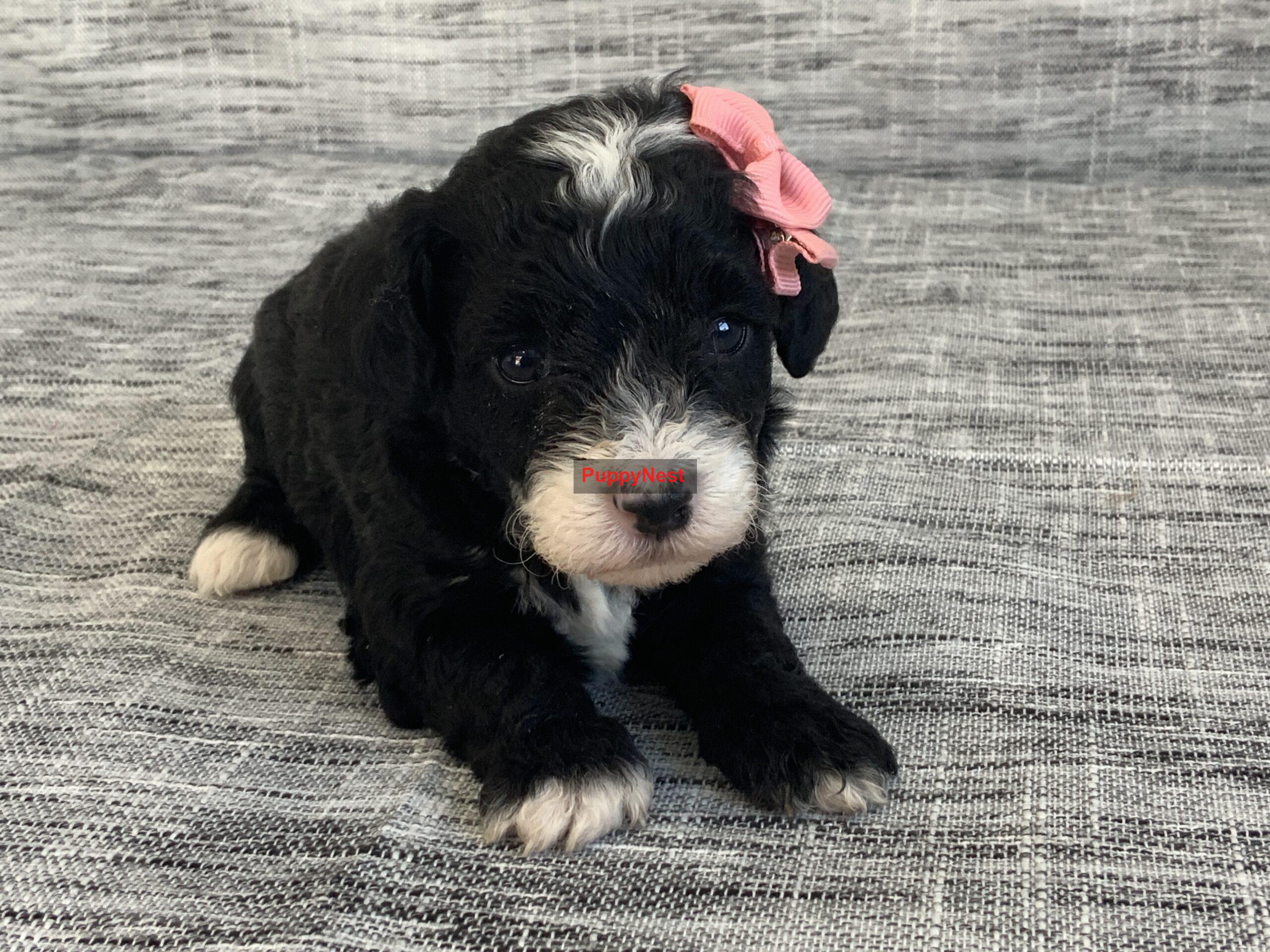 Puppy Thumbnail