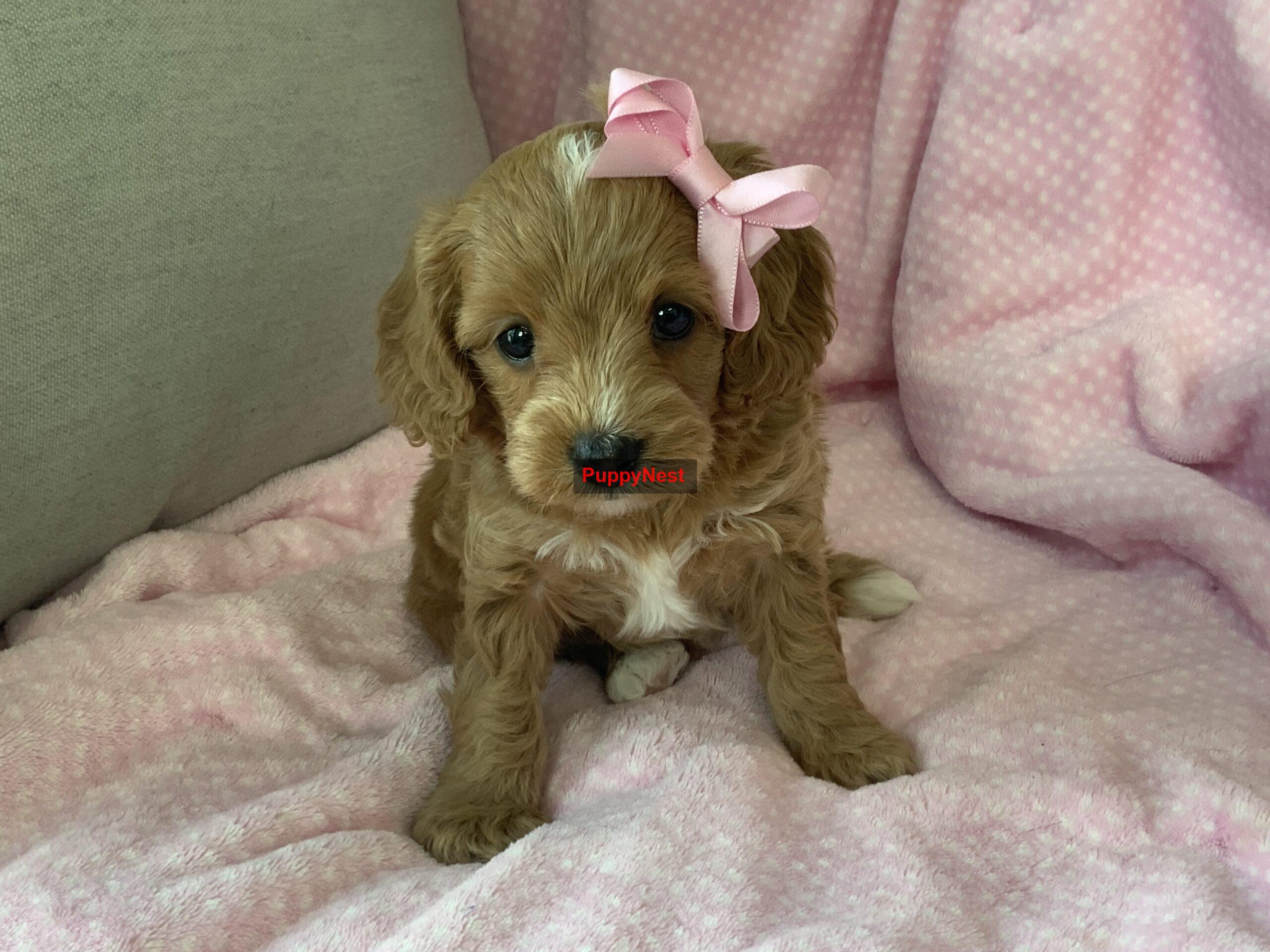 Selected Puppy