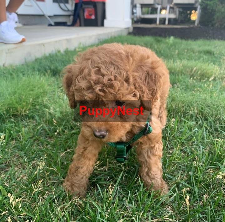 Puppy Thumbnail