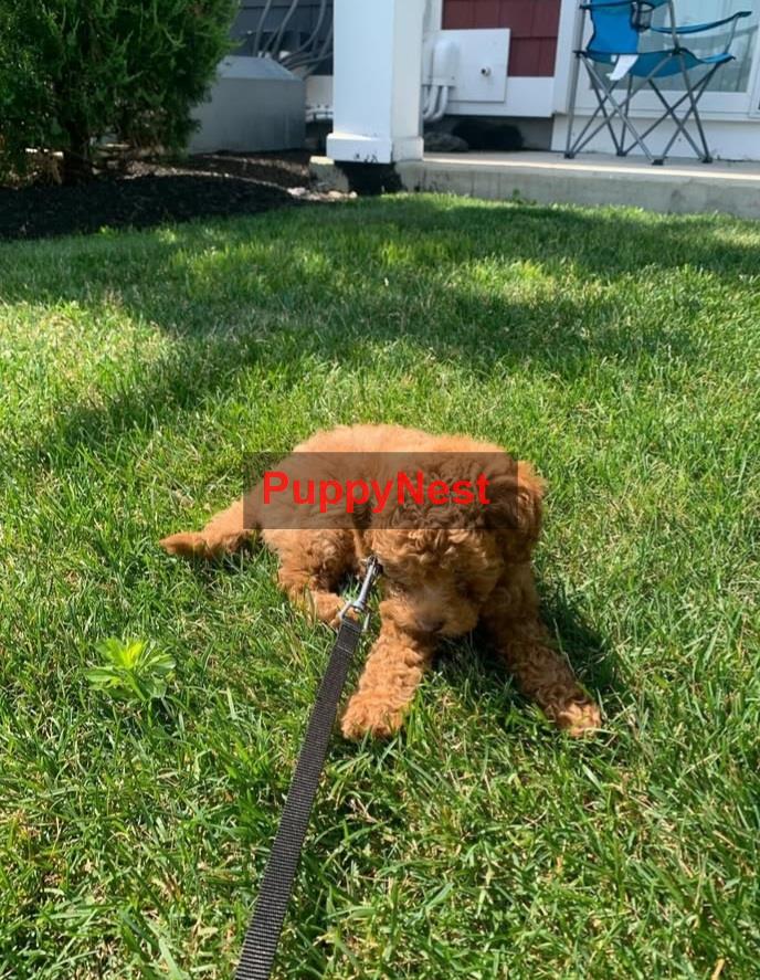 Puppy Thumbnail