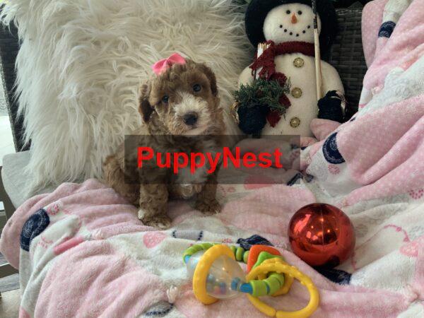 Puppy Thumbnail