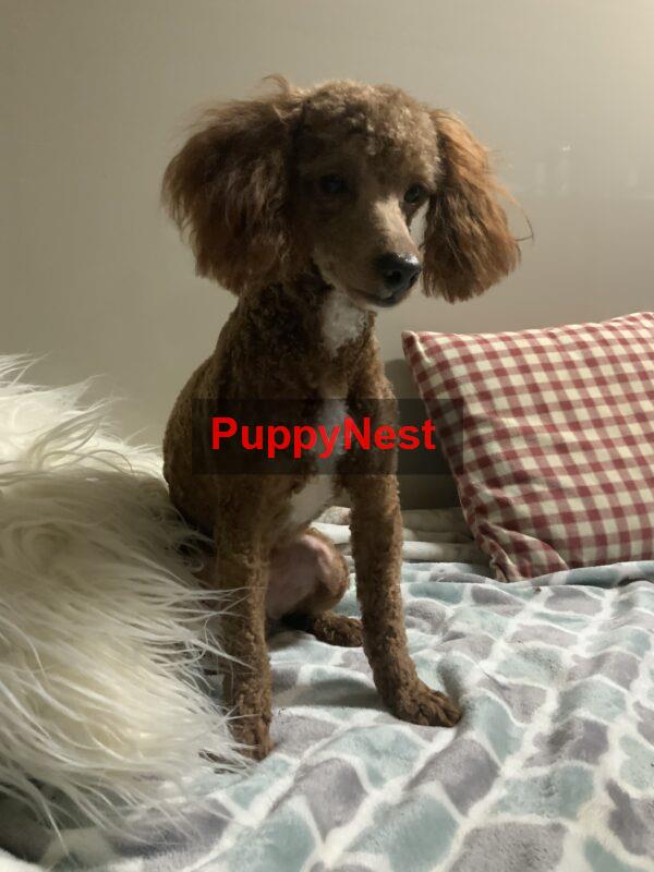 Puppy Thumbnail