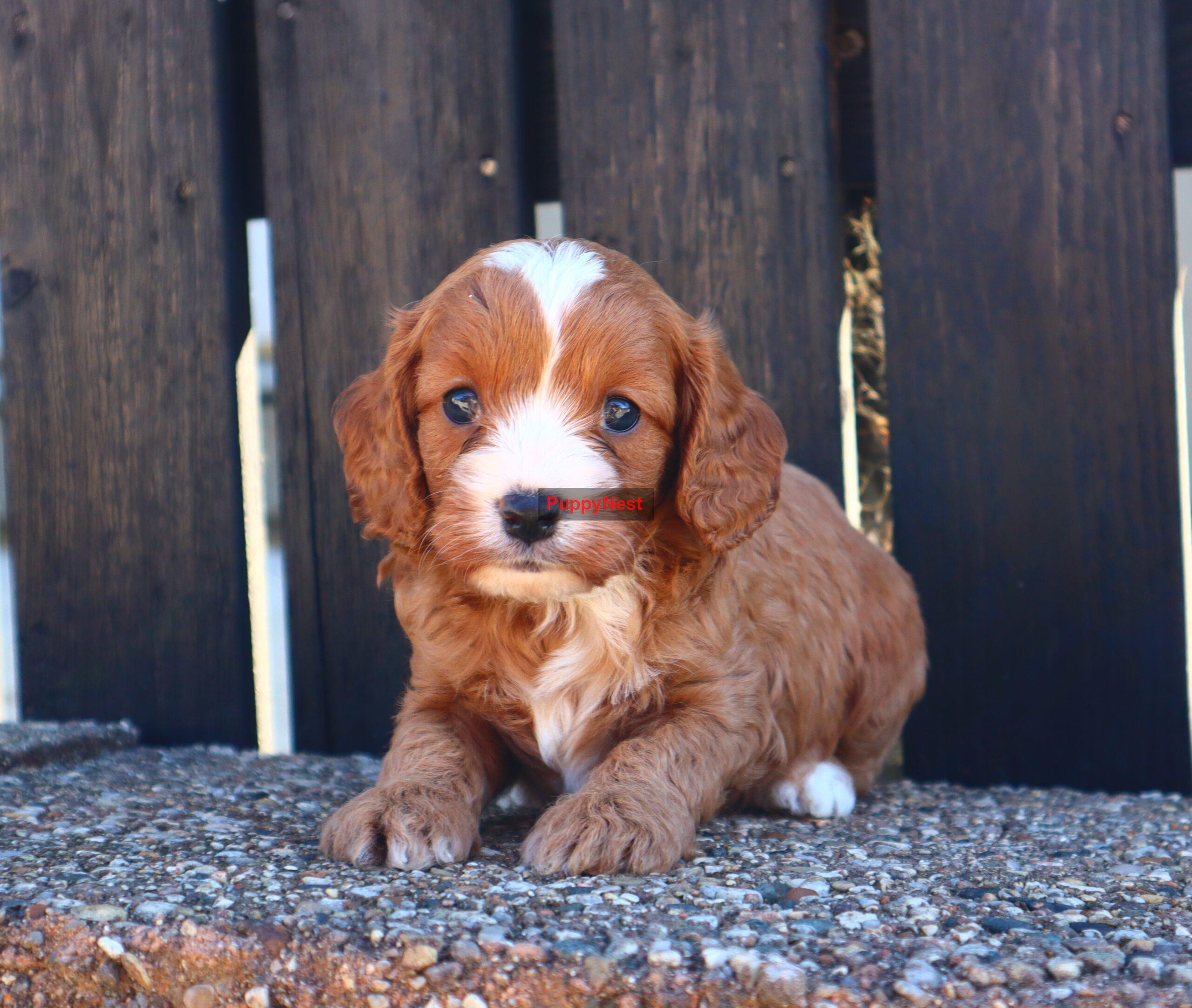 Puppy Thumbnail