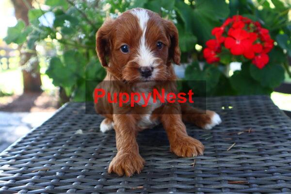 Selected Puppy