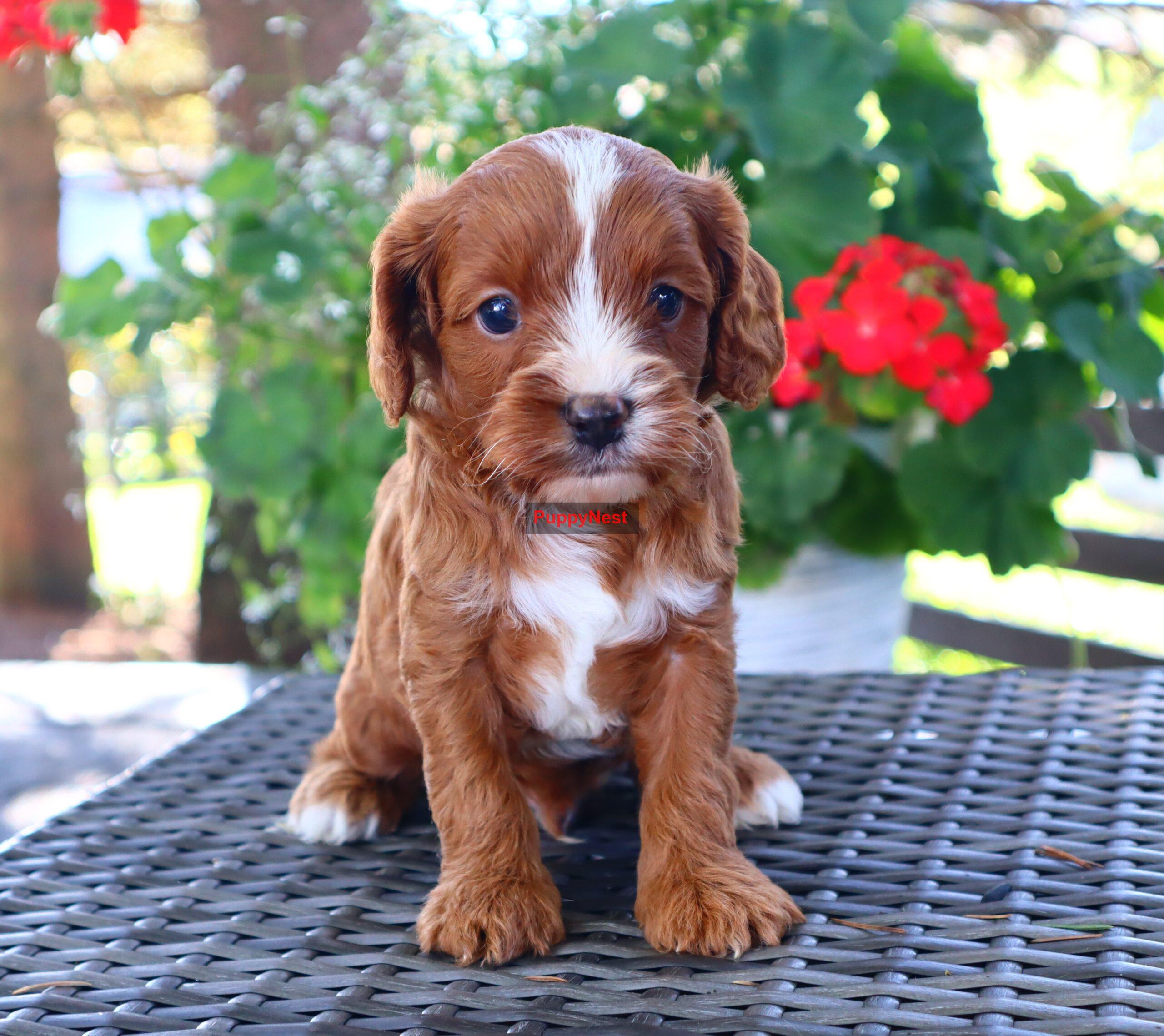 Puppy Thumbnail