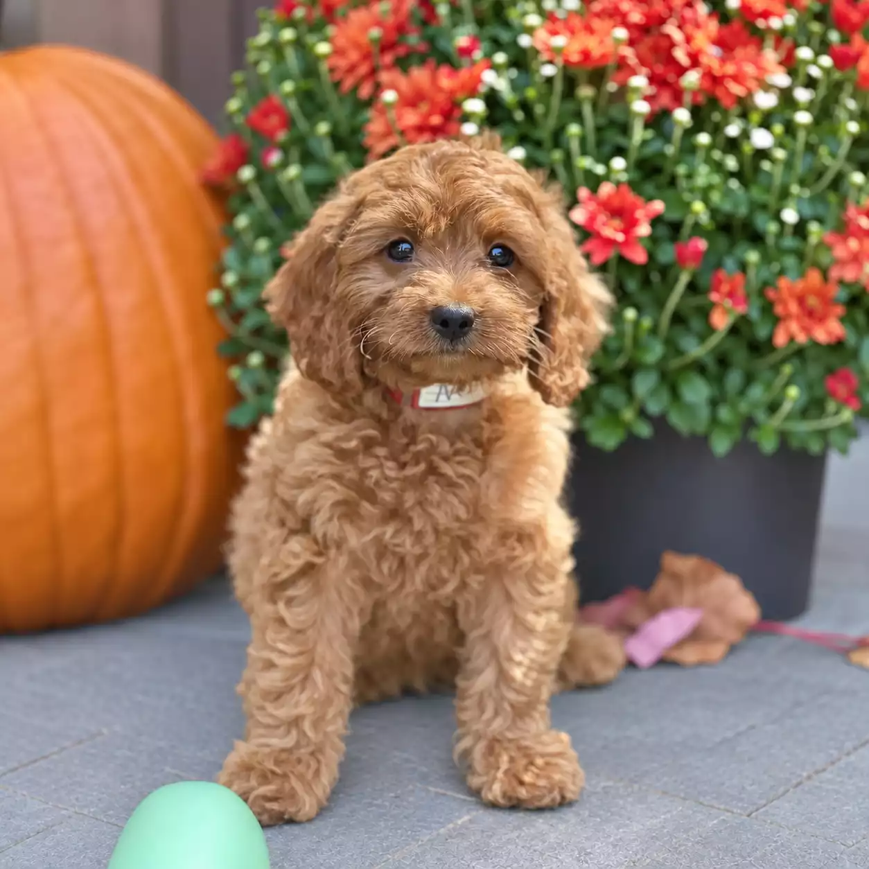Nettie puppy for sale in USA