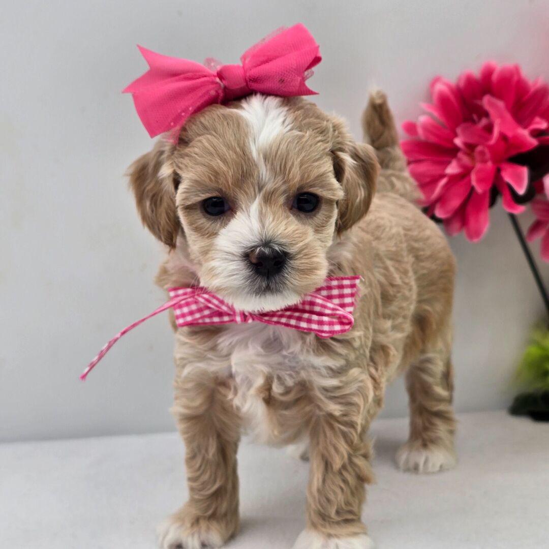 Ms Harper puppy for sale in USA